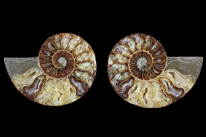 Cut & Polished Ammonite Fossil - Agatized #82337